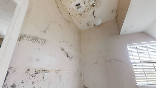 Best Forensic Mold Investigation  in Lincoln, NE